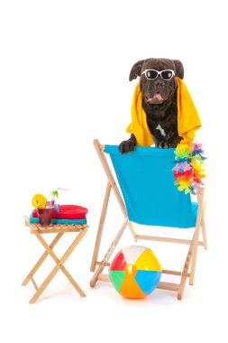 Kumsaldaki köpek.