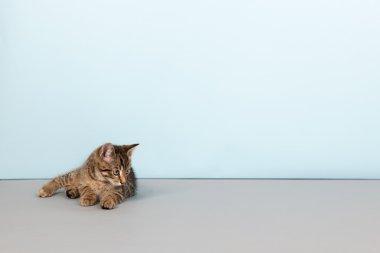 mavi zemin üzerine küçük çizgili kedi