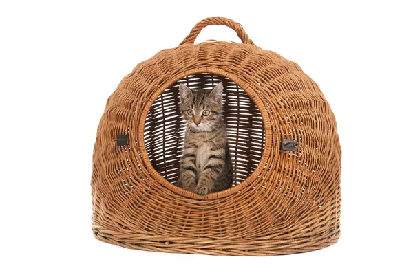 Little kitten in travel basket — Stock Photo, Image