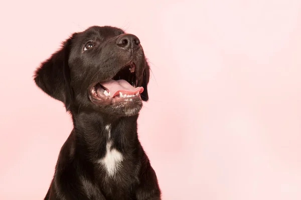 Cruz perro de raza mirando hacia arriba — Foto de Stock