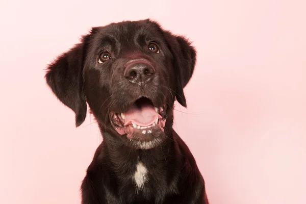 Mischlingshund schaut auf — Stockfoto