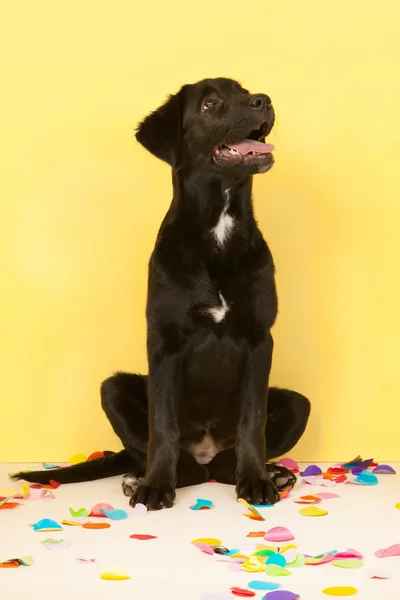 Cruz perro de raza mirando hacia arriba — Foto de Stock