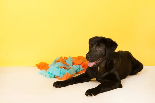 Cross breed dog laying with confetti — Stock Photo, Image