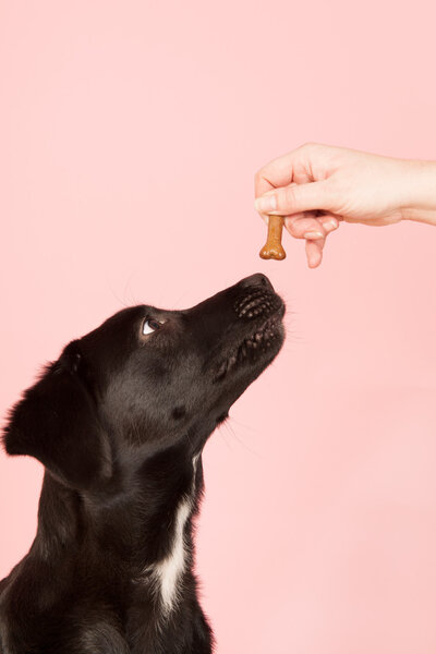 Giving dog a cookie