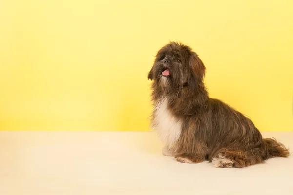 Porträtt laso apso — Stockfoto