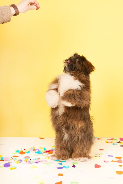 Dog dancing for food — Stock Photo, Image