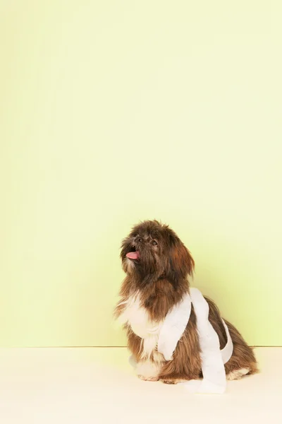 Dog with bandage — Stock Photo, Image