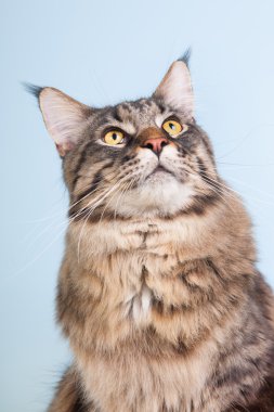 Maine coon kedi mavi