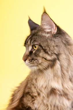 Maine coon kedi üzerinde pastel sarı