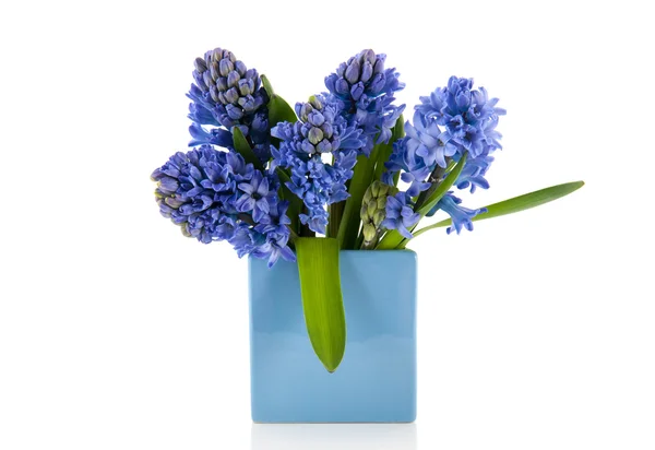 Blue hyacinths in vase — Stock Photo, Image