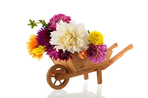 Bouquet Dahlias in wheel barrow — Stock Photo, Image