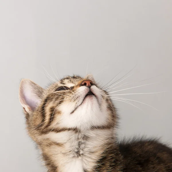 Portret trochę pasiasty kot — Zdjęcie stockowe