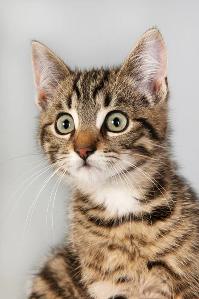 Retrato pouco listrado gato — Fotografia de Stock