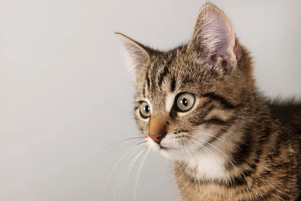 Portrait little striped cat — Stock Photo, Image
