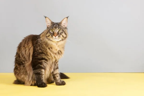 Maine Coon gato — Foto de Stock