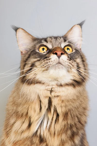 Maine coon kat op grijs — Stockfoto