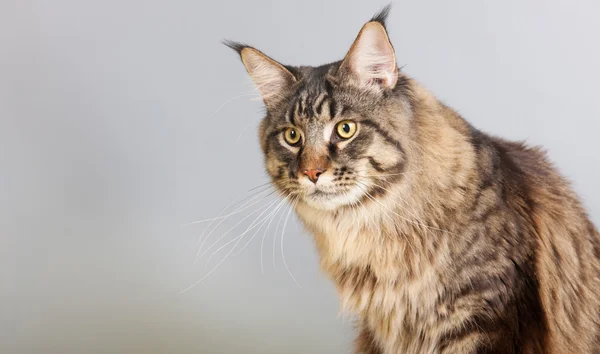 Maine coon cat on gray — Stock Photo, Image
