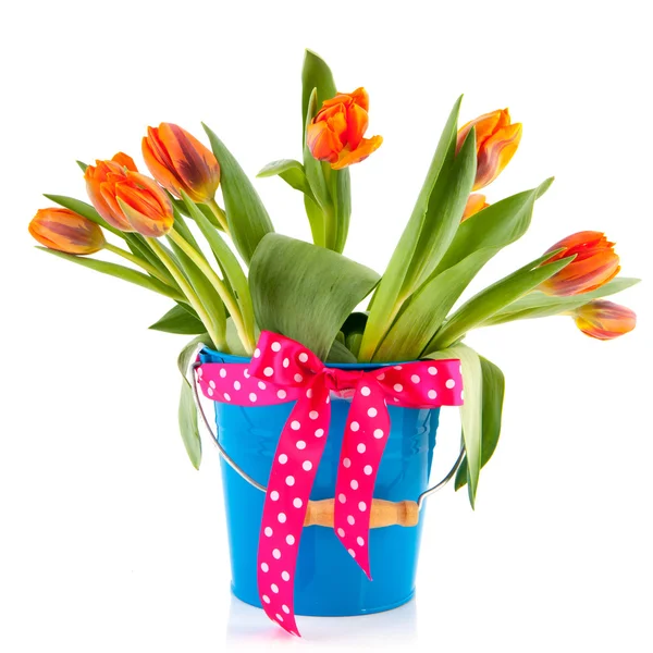 Blauer Eimer mit orangefarbenen Tulpen und festlicher Schleife — Stockfoto