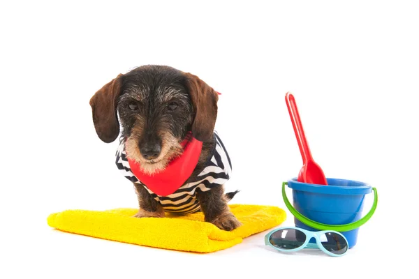 Cabelo de fio dachshund na praia — Fotografia de Stock