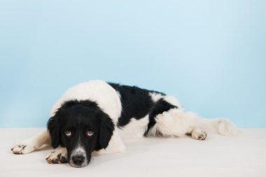 siyah ve beyaz köpek