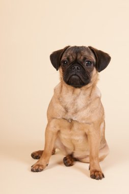 köpek pug krem zemin üzerine
