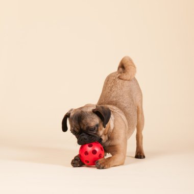 köpek pug krem zemin üzerine