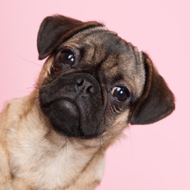 pembe bir arka plan üzerinde köpek pug