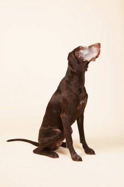 Alman shorthaired ibre