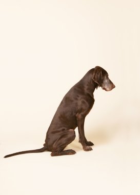 Alman shorthaired ibre