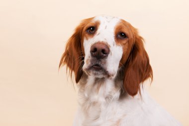 портрет крос породи спанієль