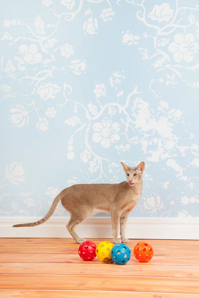 Gato siamés Tabby con papel de pared vintage — Foto de Stock