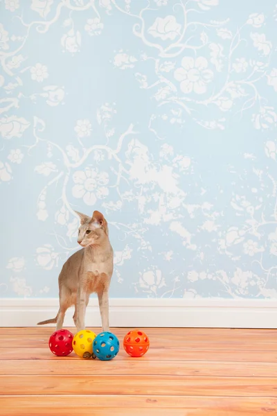 Tabby siamese cat mit vintage tapete — Stockfoto