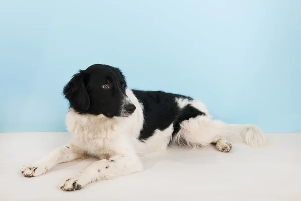 Black and white dog — Stock Photo, Image