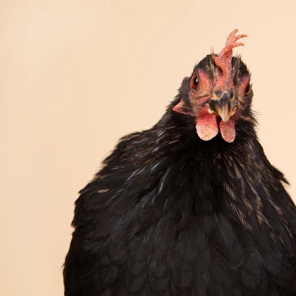 Pollo en estudio sobre fondo crema — Foto de Stock