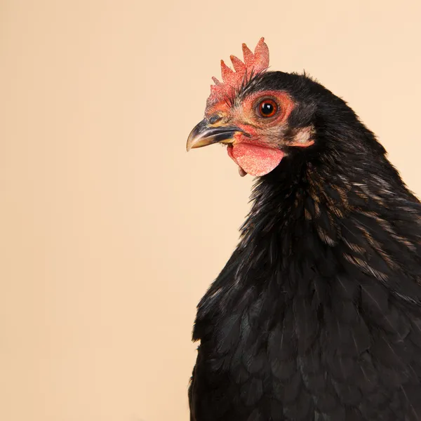 Κοτόπουλο στο στούντιο σε κρέμα φόντο — Φωτογραφία Αρχείου