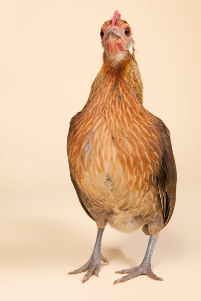 Chicken in studio on cream background — Stock Photo, Image