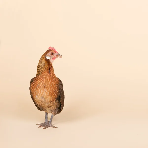 鶏のクリーム色の背景上のスタジオの — ストック写真