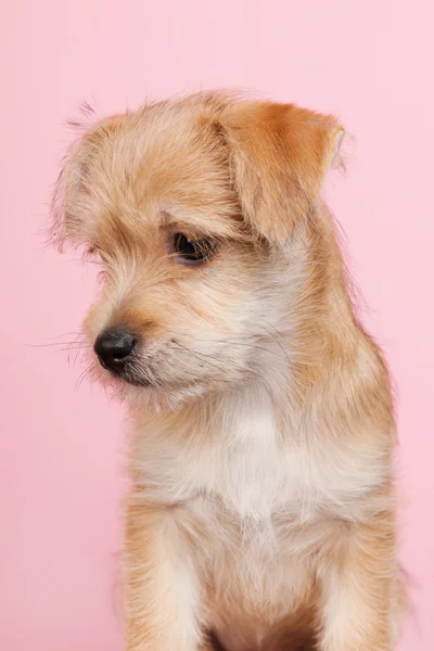 Schattig klein puppy — Stockfoto