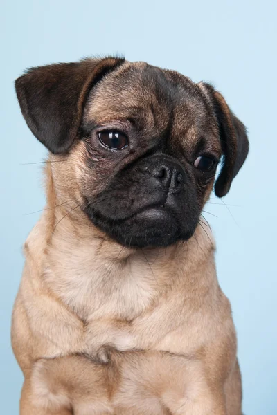 Cachorro pug sobre fondo azul — Foto de Stock