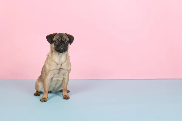 Puppy pug on blue and pink — Stock Photo, Image