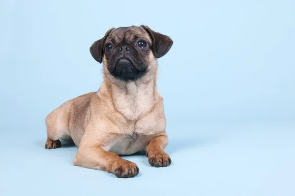 Valp mops på blå bakgrund — Stockfoto