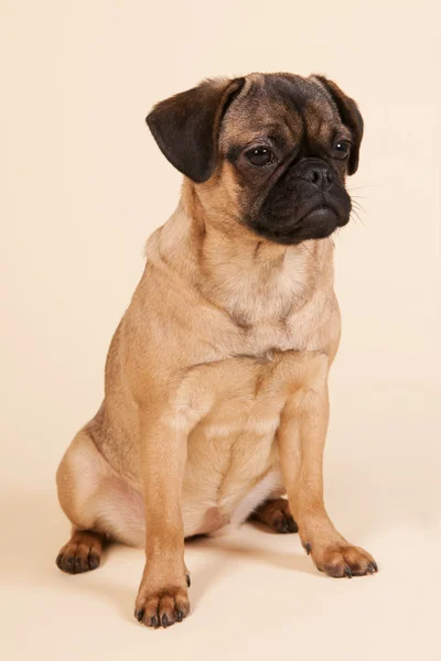 Valp pug på kräm bakgrund — Stockfoto