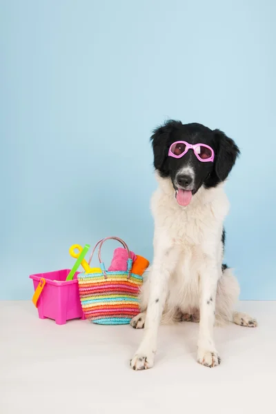 Cão em férias — Fotografia de Stock