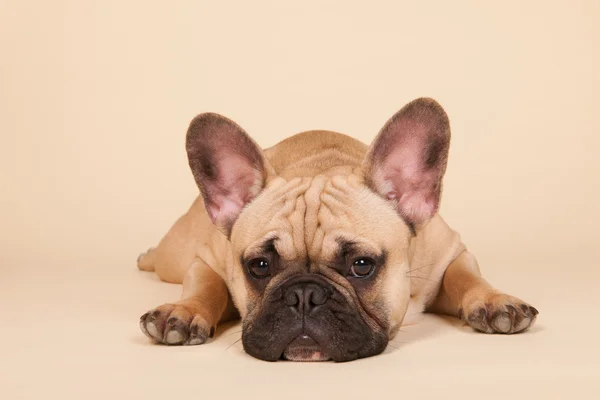 French bulldog — Stock Photo, Image