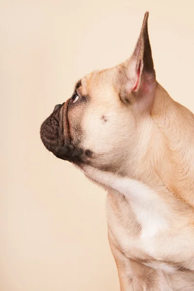 French bulldog — Stock Photo, Image