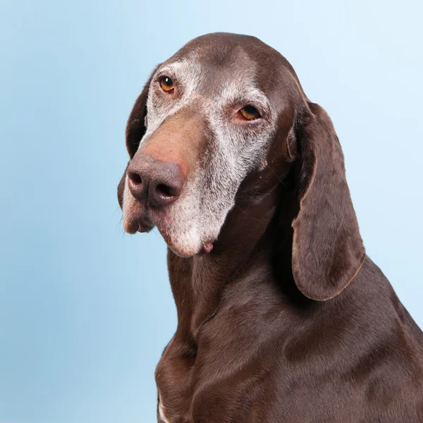 Porträt alter Hund — Stockfoto