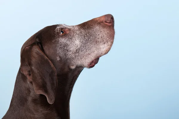 Portrait old dog — Stock Photo, Image