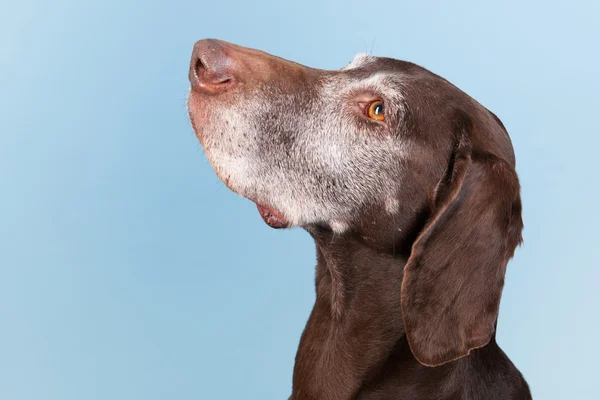 Porträtt gammal hund — Stockfoto
