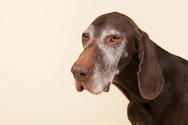 German shorthaired pointer — Stock Photo, Image