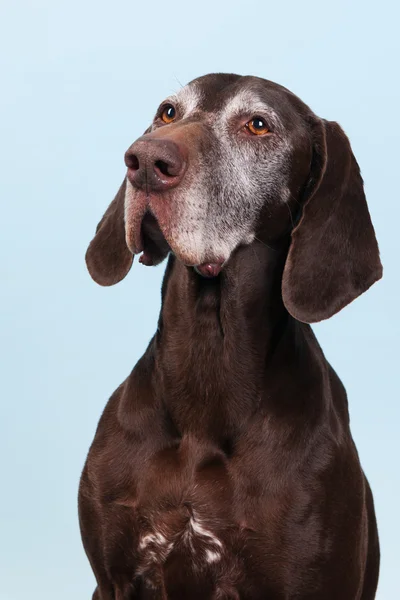 Yaşlı bir köpek portre — Stok fotoğraf